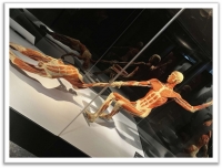 Brugge en tentoonstelling ‘Body Worlds Vital’